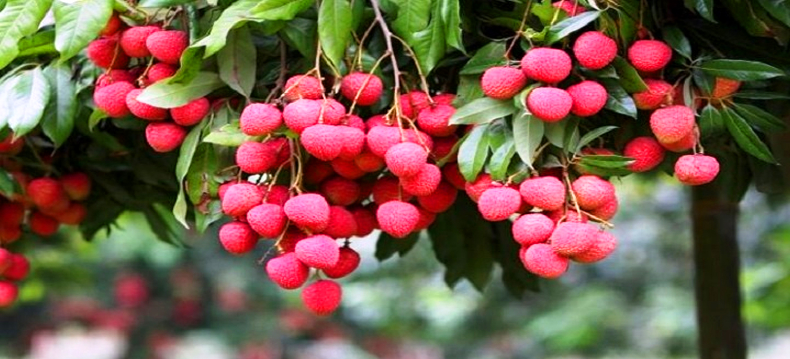 বাঁশখালী নাগরিক সেবা 